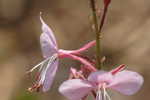Lindheimer's beeblossom